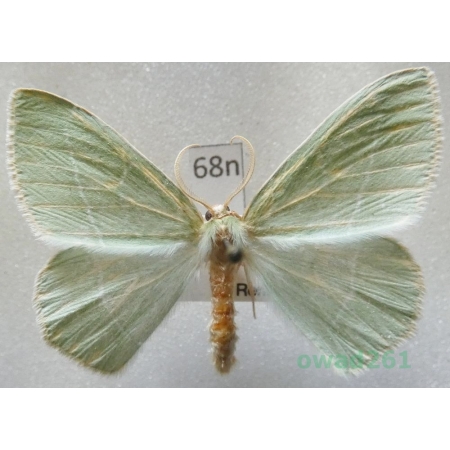 Hemistola chrysoprasaria (Esper, 1794) Czech68n